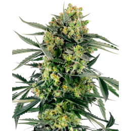 Blueberry Zkittlez Auto