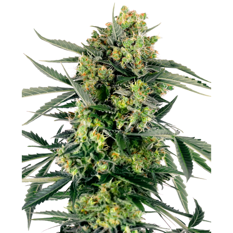 Blueberry Zkittlez Auto Blueberry Zkittlez Auto