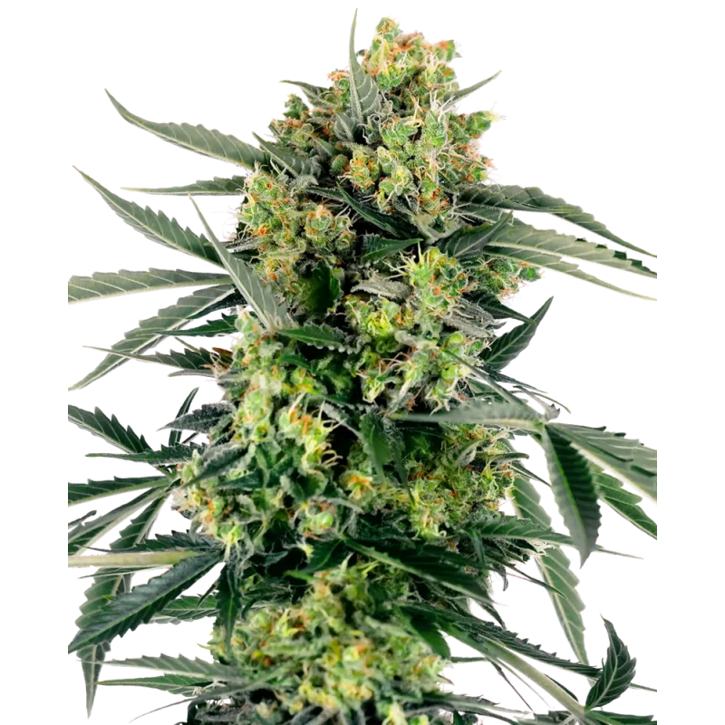 Blueberry Zkittlez Auto