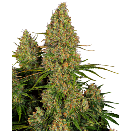 Sticky Orange XXL Auto