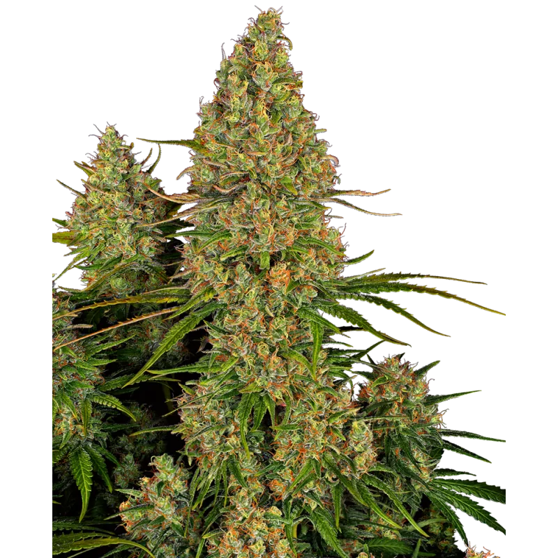 Sticky Orange XXL Auto