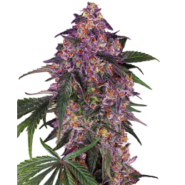 Sensi Purple Kush
