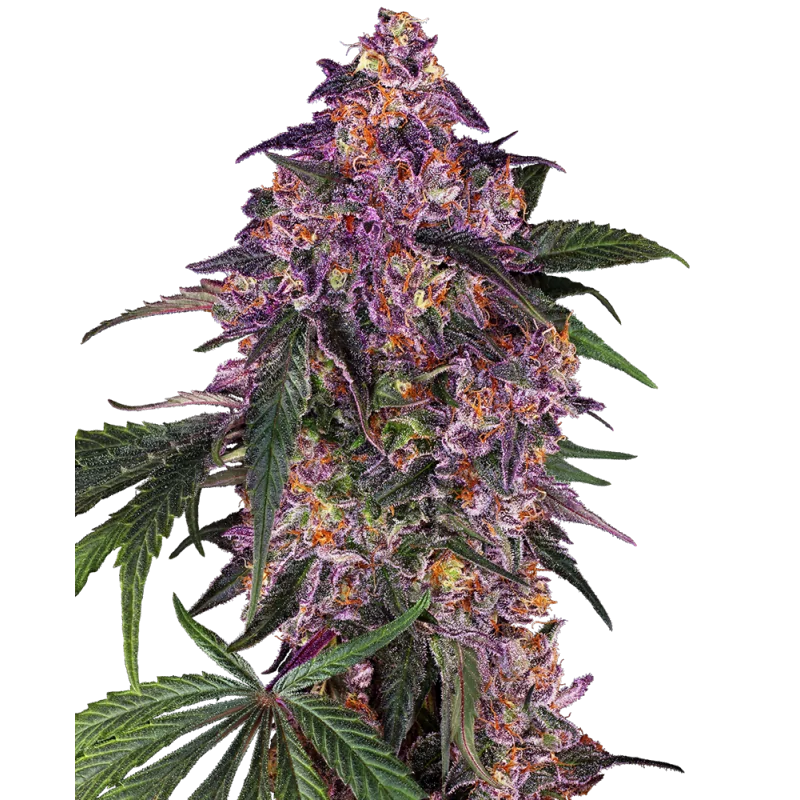 Sensi Purple Kush