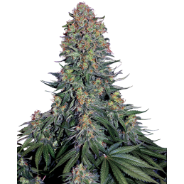 Blue Skunk