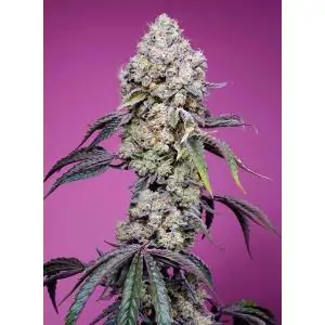 Sweet Mandarine Zkittlez F1 Fast Version