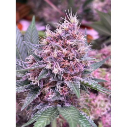 Merry Berry #6