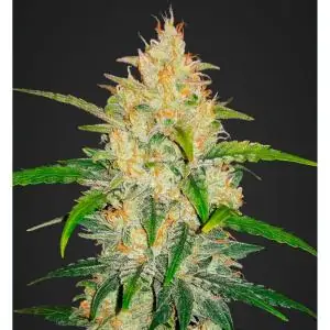 ZKITTLEZ AUTO FAST BUDS