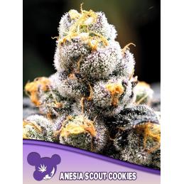 Anesia Scout Cookies