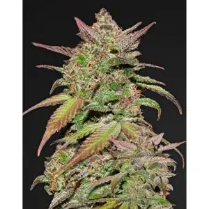 SMOOTHIE AUTO FAST BUDS