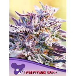 Auto BubbleGum