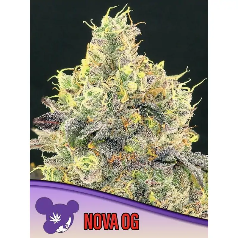 Nova OG