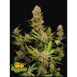 Apricot Auto