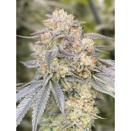 Gorilla Zkittlez Fast