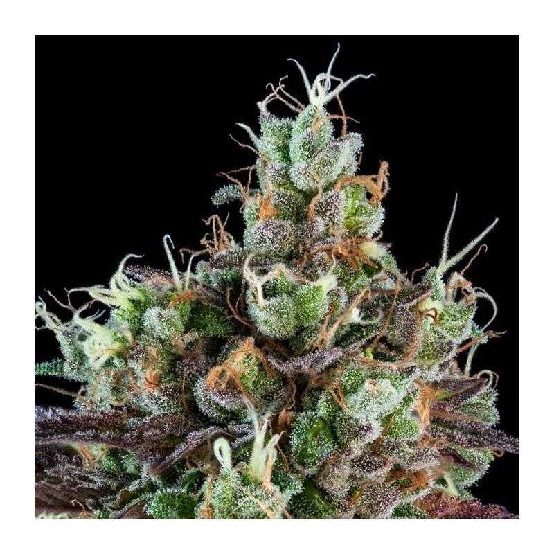Auto Sour Ripper