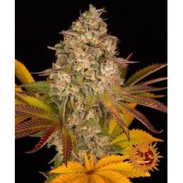 Auto Cookies Kush