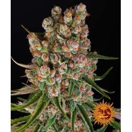 Auto GMO
