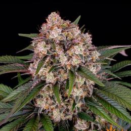 Auto OG Kush