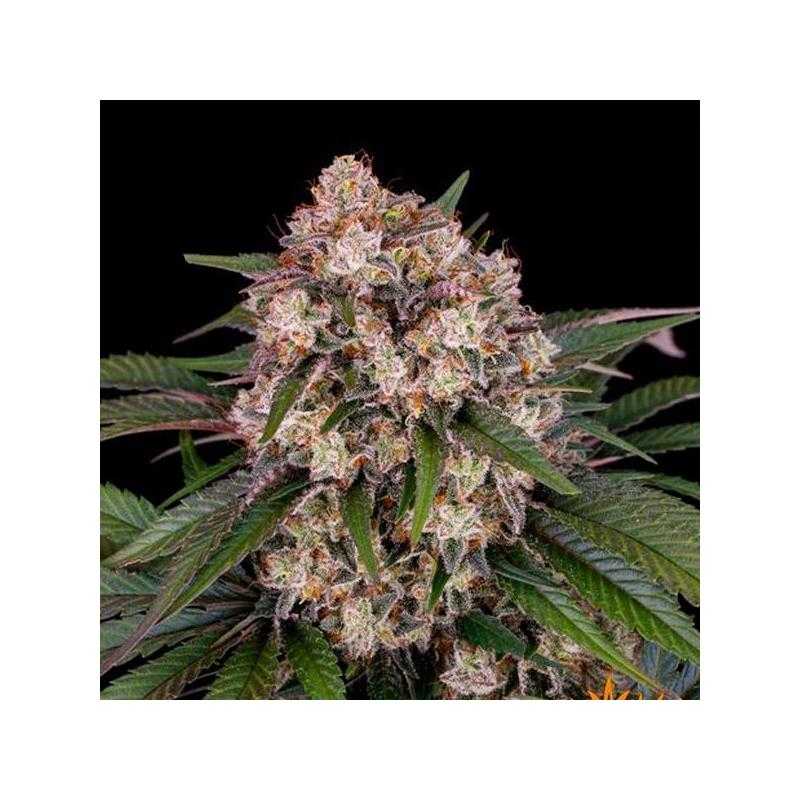 Auto OG Kush Auto OG Kush