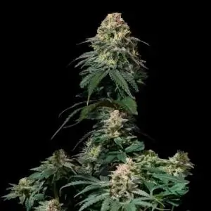 Autop Tropicana Cookies