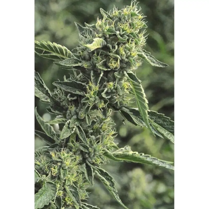 OG Kush