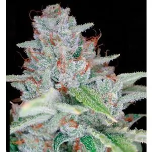 Skywalker Kush
