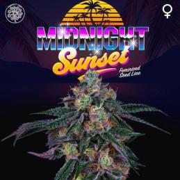 Midnight Sunset 6 Semillas + 3 Gratis Tropic Ozz