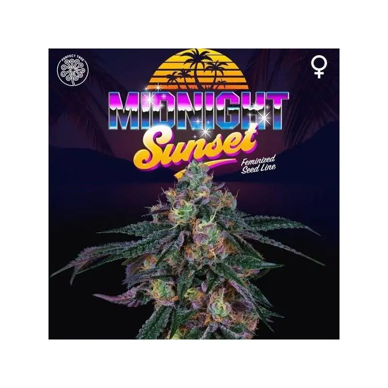 Midnight Sunset 6 Semillas + 3 Gratis Tropic Ozz