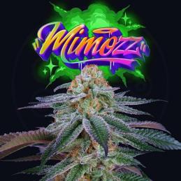 Mimooz 6 Semillas + 3 Gratis Tropic Ozz