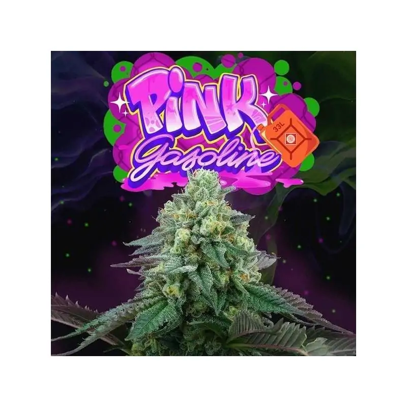 Pink Gasoline 6 Semillas + 3 Gratis Tropic Ozz