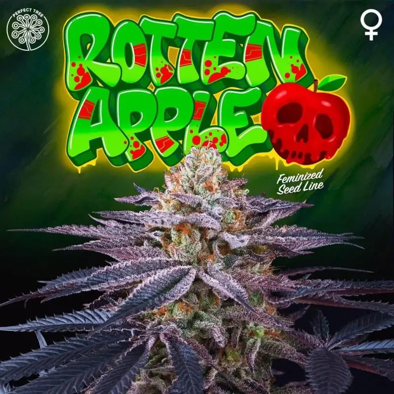 Rotten Apple 6 Semillas + 3 Gratis Tropic Ozz
