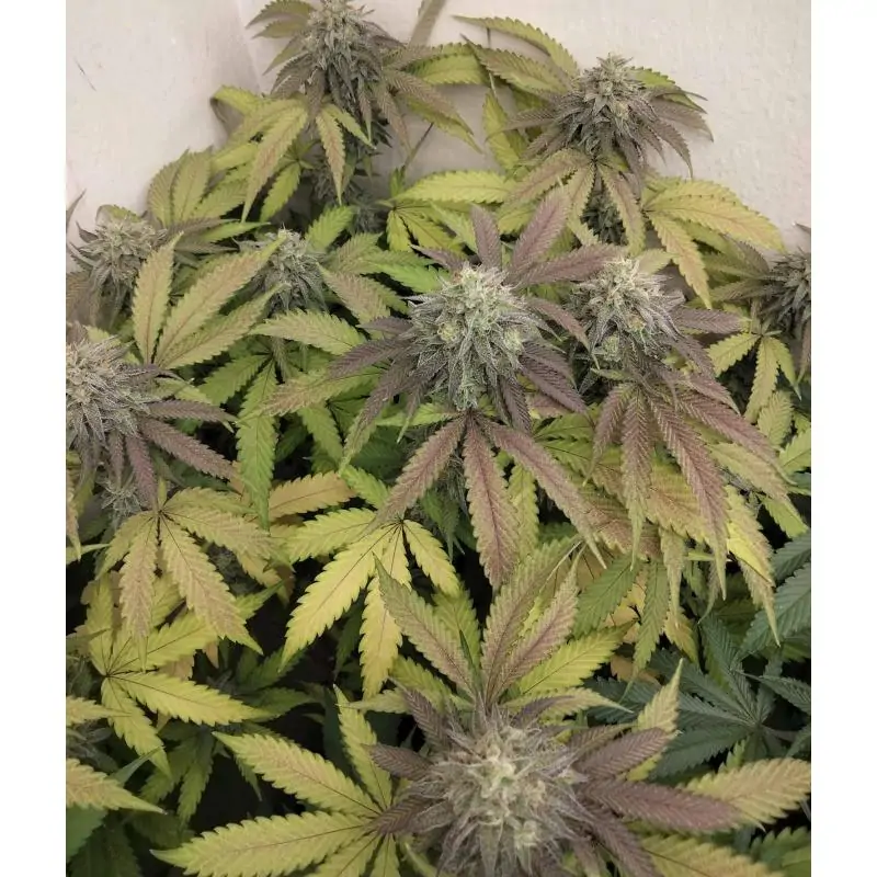 Blowrange