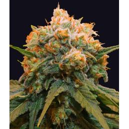 Papaya Bx1