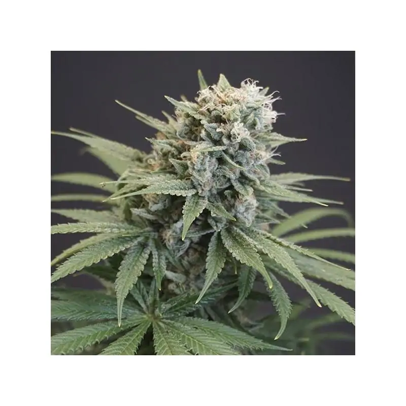 LeMello 6 u. fem Karma Genetics