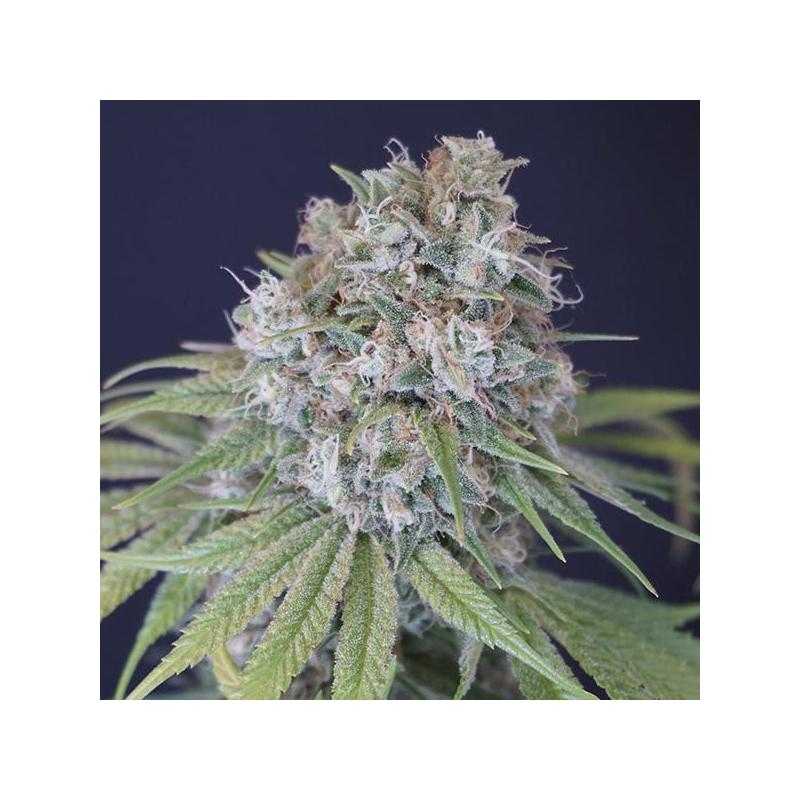 Melon Cheddar 6 u. fem Karma Genetics Melon Cheddar 6 u. fem Karma Genetics