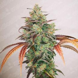Y Griega CBD 2.0