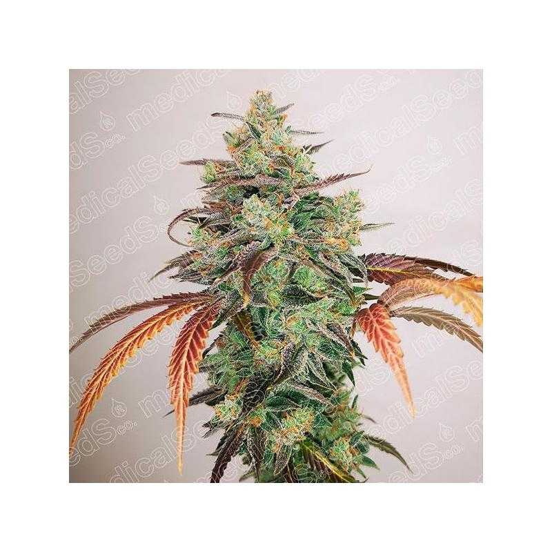Y Griega CBD 2.0 Y Griega CBD 2.0