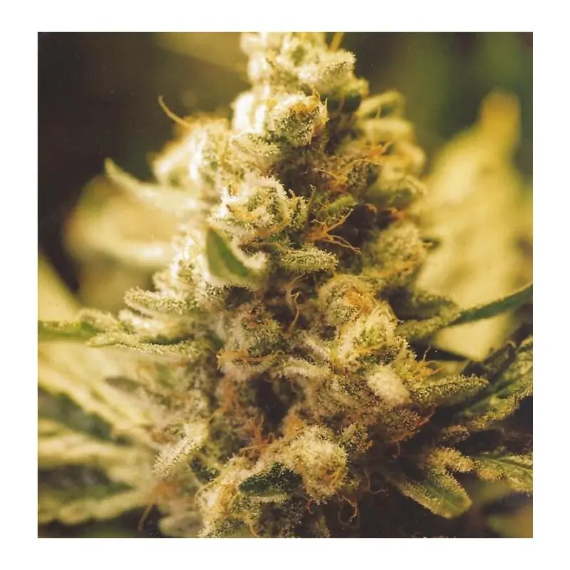 LEMON KUSH FEMALE SEEDS