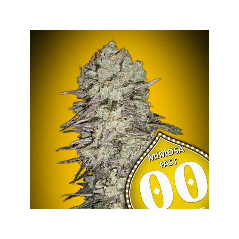 Mimosa Fast