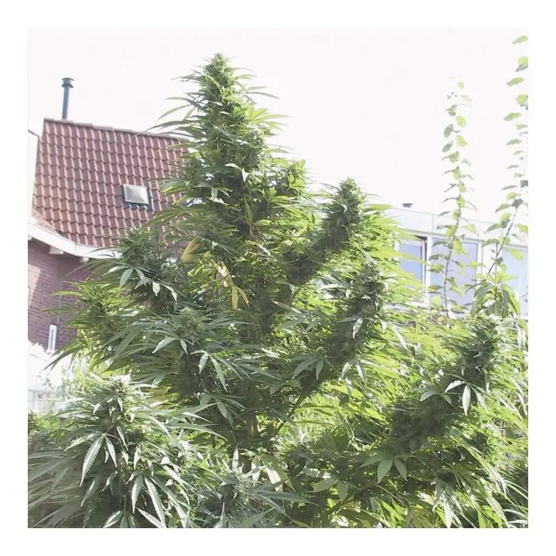 EASY SATIVA FEMALE SEEDS