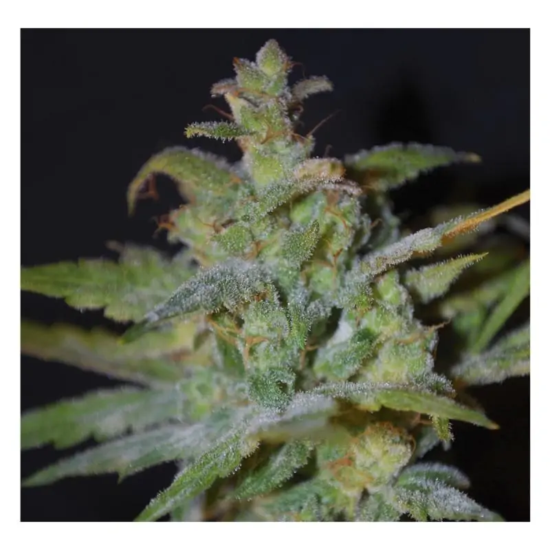 Auto AK FEMALE SEEDS