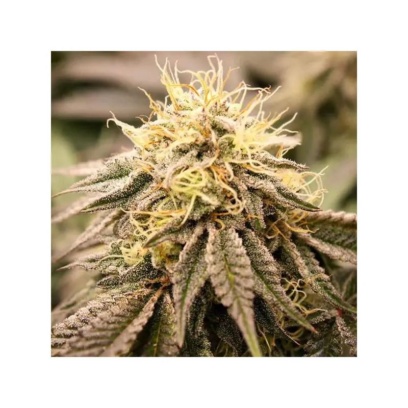 SunDogZ Humboldt Seed Organization