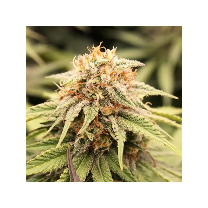 PriZmatic Humboldt Seed Organization