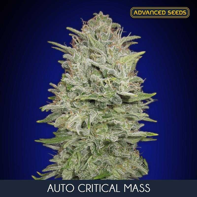 Auto Critical Mass Auto Critical Mass