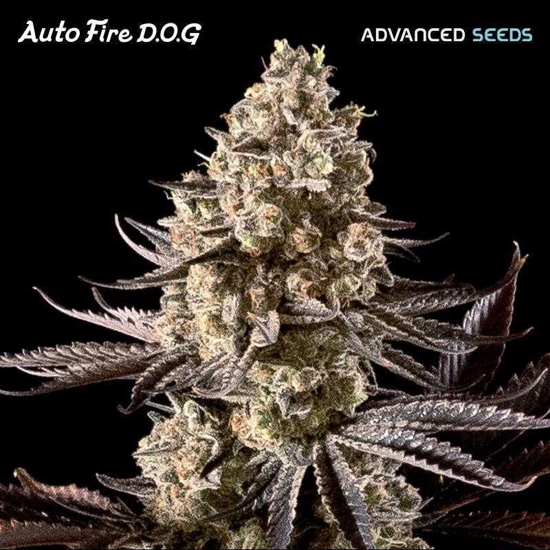 Auto Fire DOG Auto Fire DOG