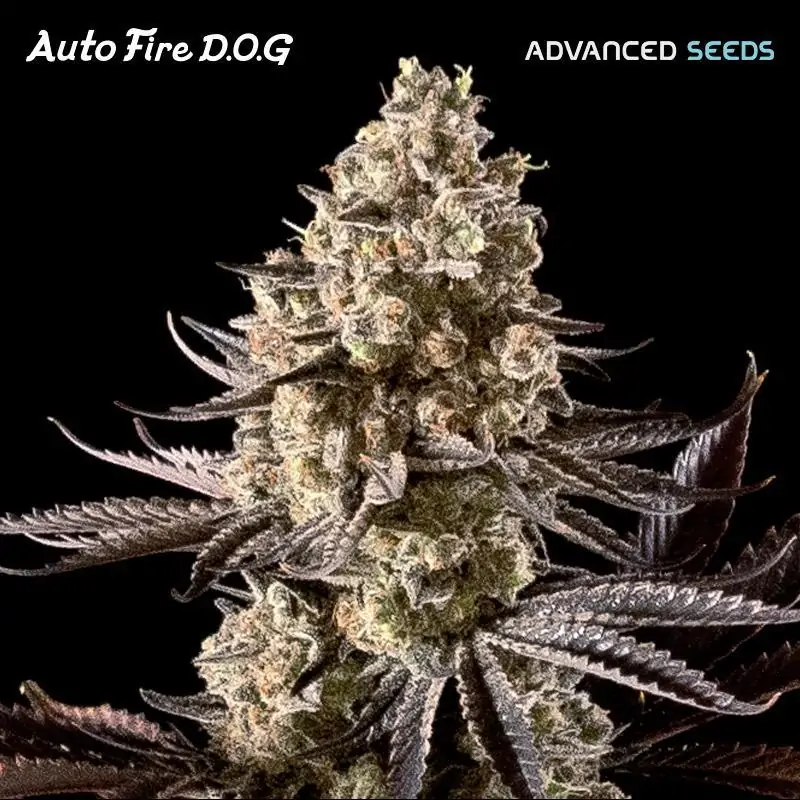 Auto Fire DOG