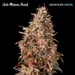 Auto Mimosa Punch