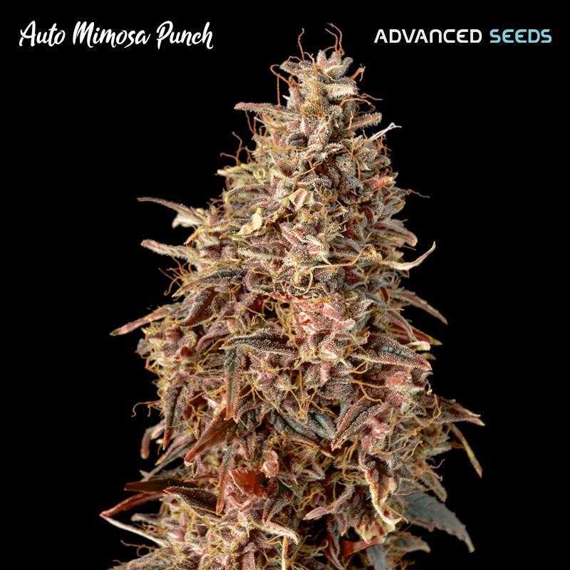 Auto Mimosa Punch Auto Mimosa Punch