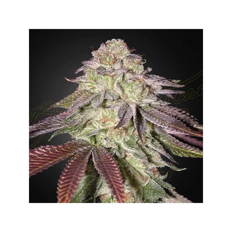 Auto Sugarlato green house seeds