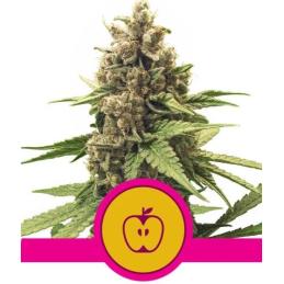 Apple Fritter