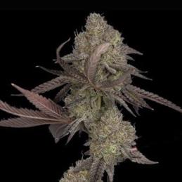 Auto DNA Cake DNA Genetics